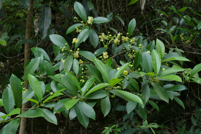 木竹子 Garcinia multiflora