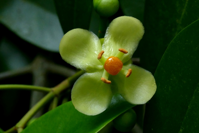 木竹子 Garcinia multiflora