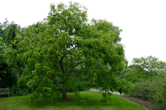 化香树Platycarya strobilacea