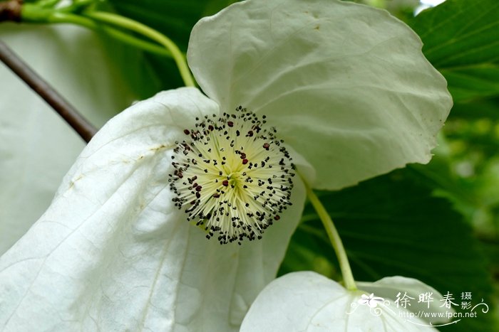 珙桐 Davidia involucrata