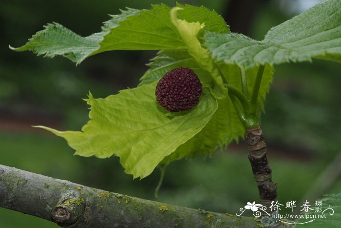 珙桐 Davidia involucrata