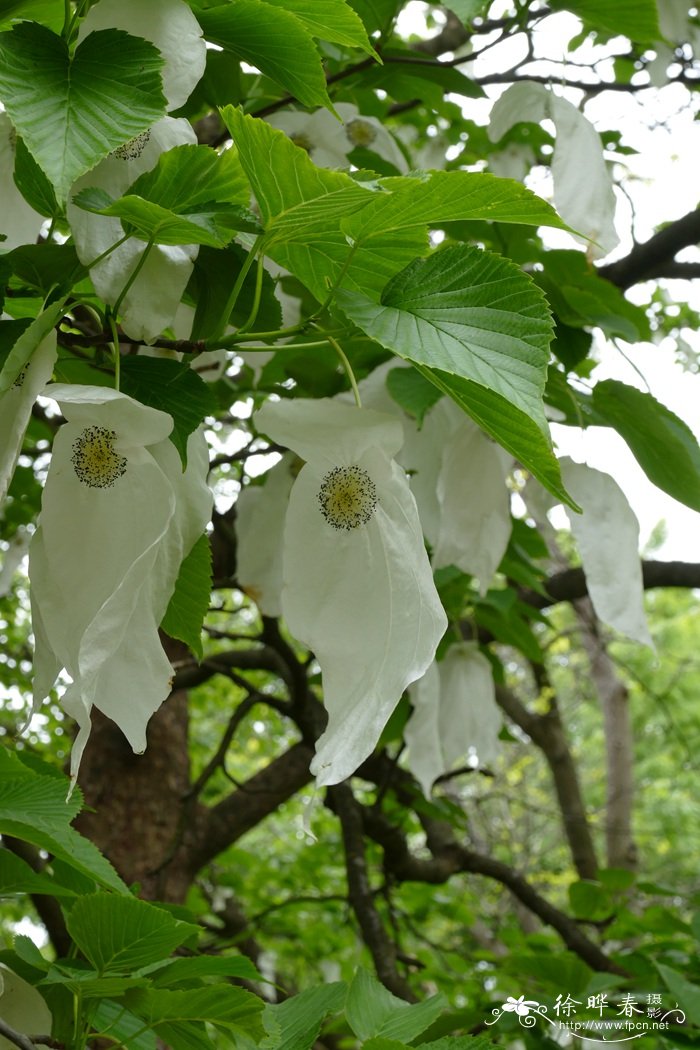 珙桐 Davidia involucrata