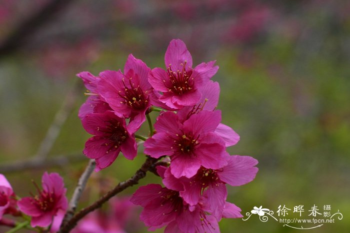 钟花樱桃Cerasus campanulata