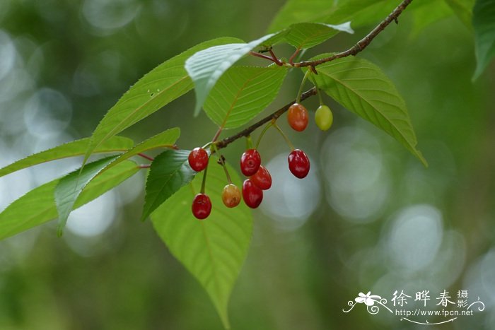 钟花樱桃Cerasus campanulata