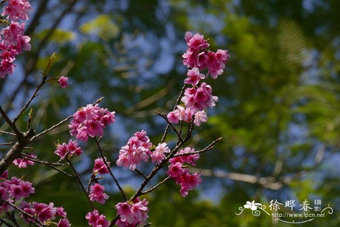 云南樱花 Cerasus cerasoides