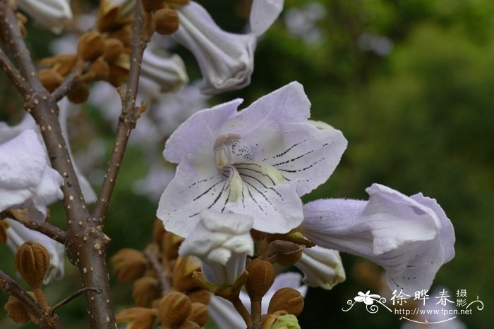 台湾泡桐Paulownia kawakamii