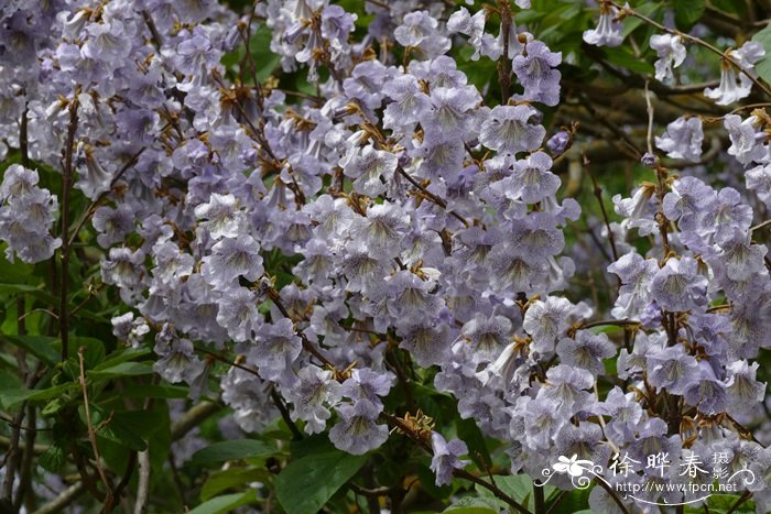 台湾泡桐Paulownia kawakamii