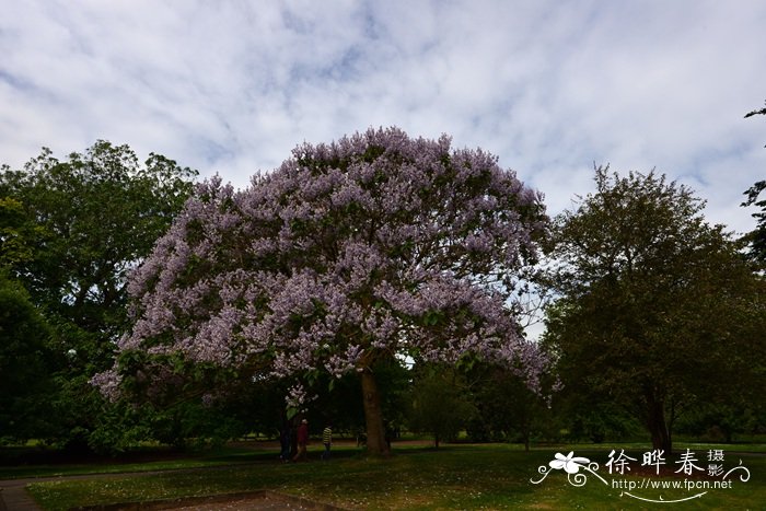 台湾泡桐Paulownia kawakamii