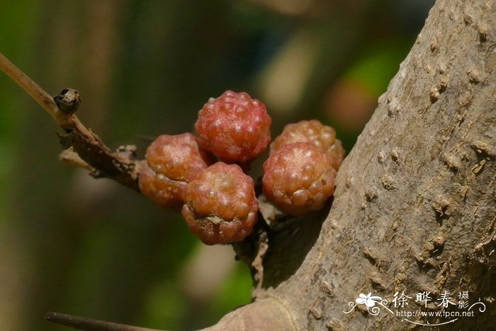 竹叶花椒Zanthoxylum armatum