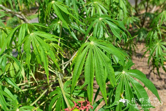 细裂麻疯树Jatropha multifida