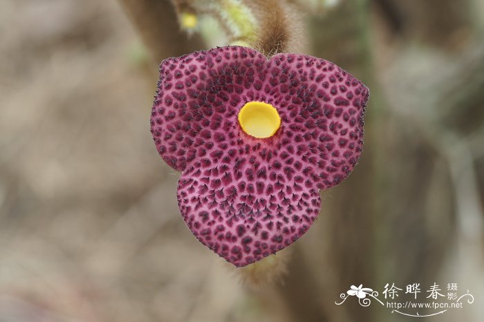 广西马兜铃Aristolochia kwangsiensis