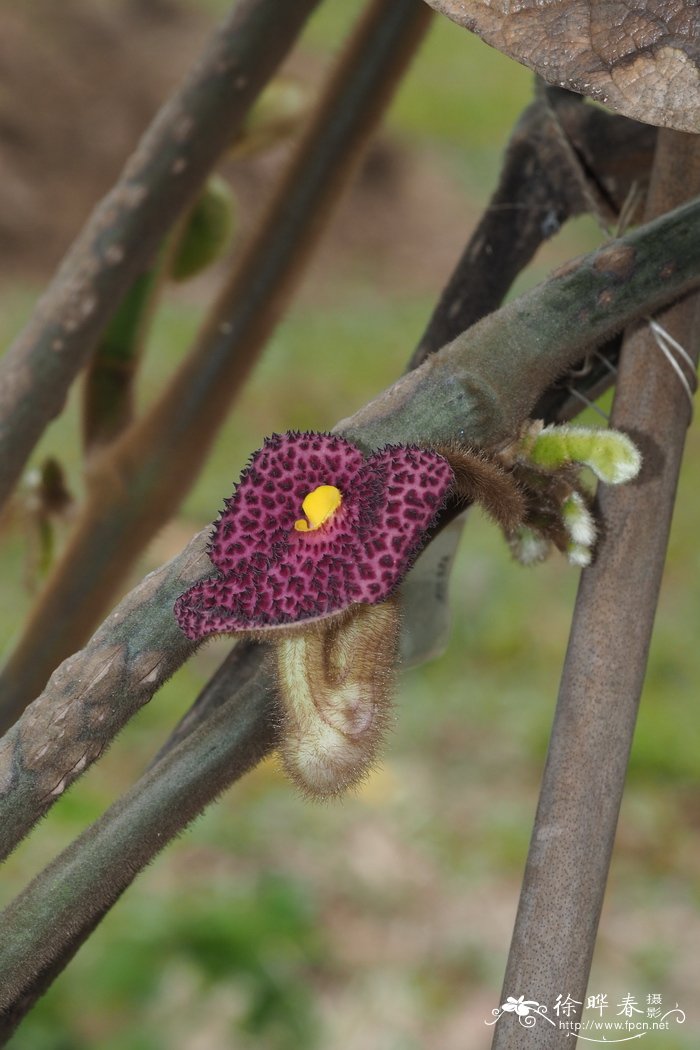 广西马兜铃Aristolochia kwangsiensis