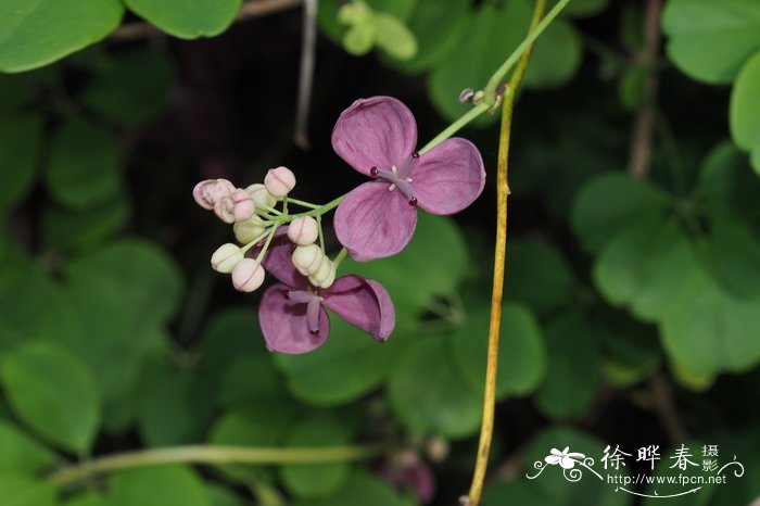 木通akebia quinata