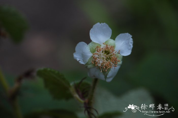 粗叶悬钩子Rubus alceifolius