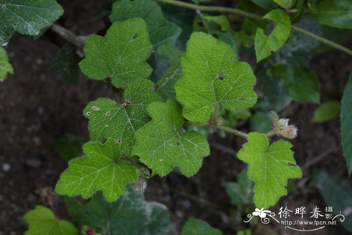 粗叶悬钩子Rubus alceifolius