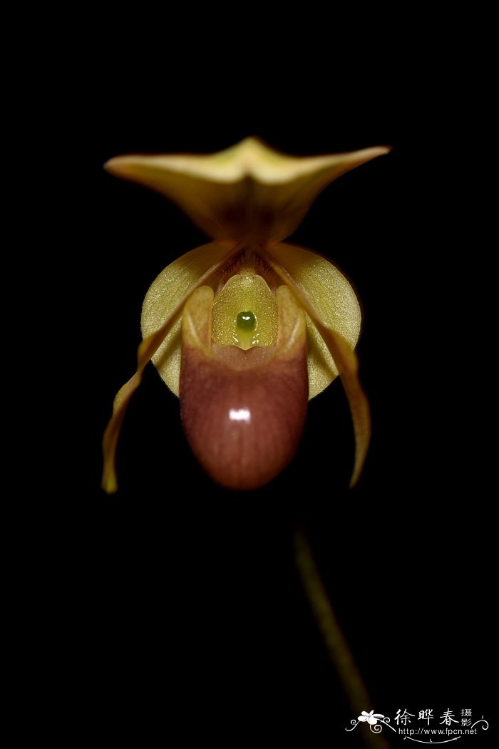 巧花兜兰 Paphiopedilum helenae