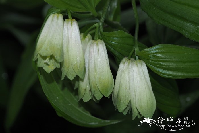 宝铎草Disporum sessile