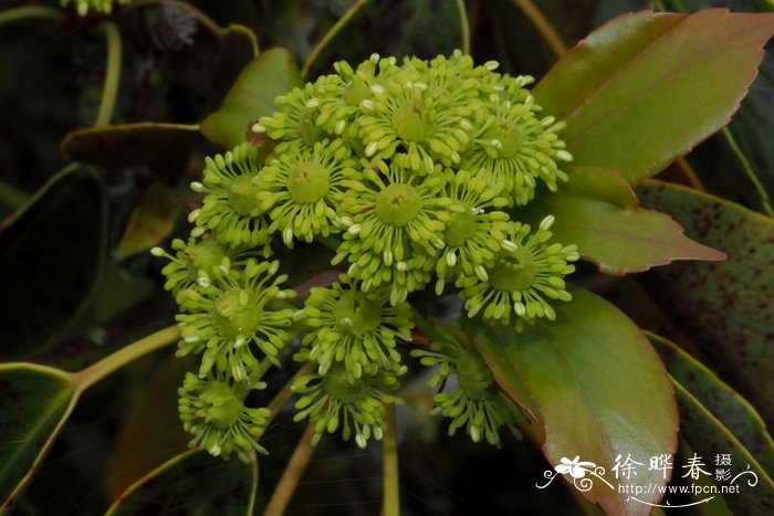 昆栏树Trochodendron aralioides