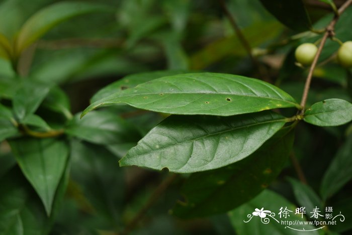 白果香楠Alleizettella leucocarpa