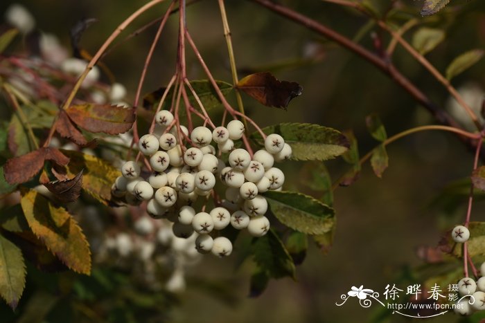 陕甘花楸Sorbus koehneana