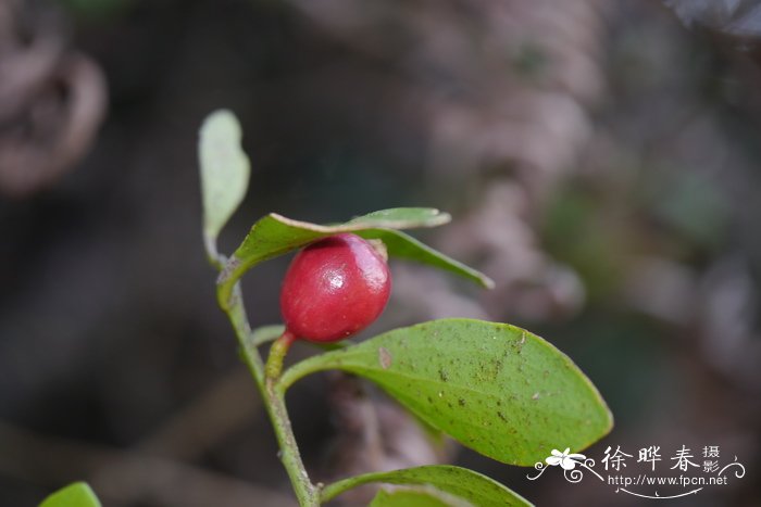 寄生藤Dendrotrophe varians