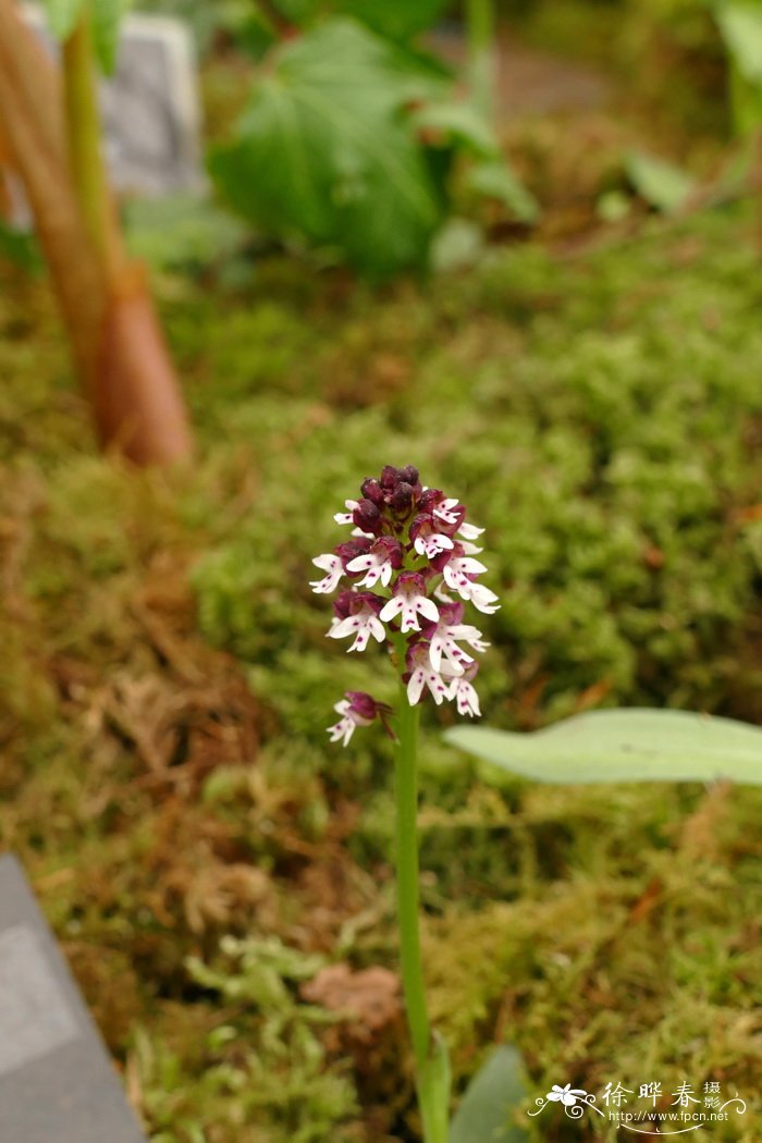 焦唇红门兰Orchis ustulata