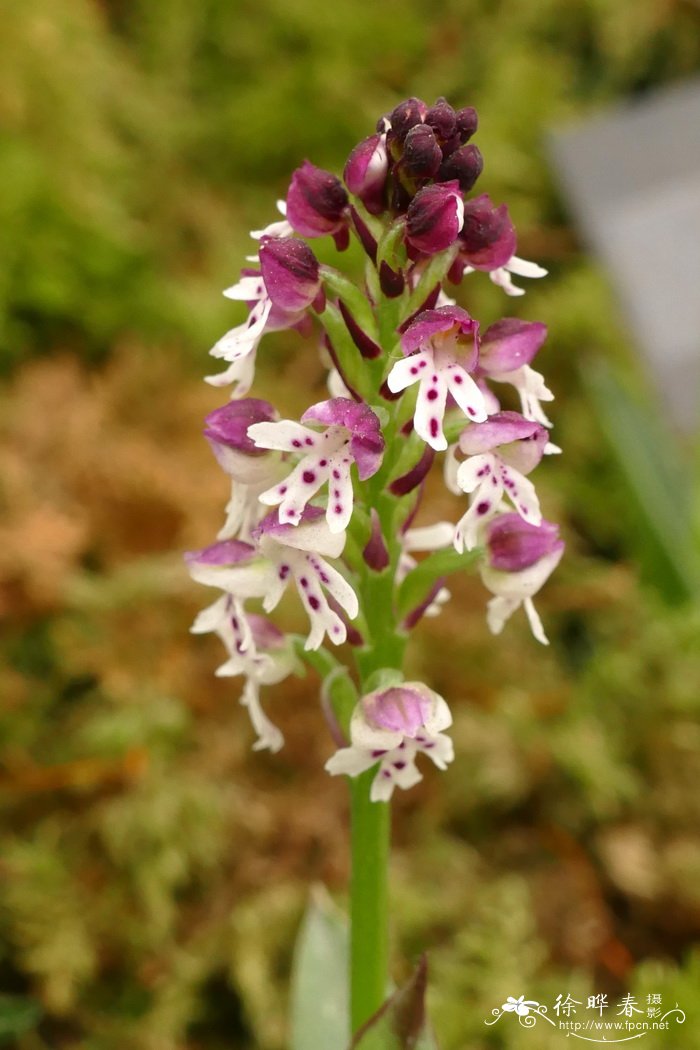 焦唇红门兰Orchis ustulata