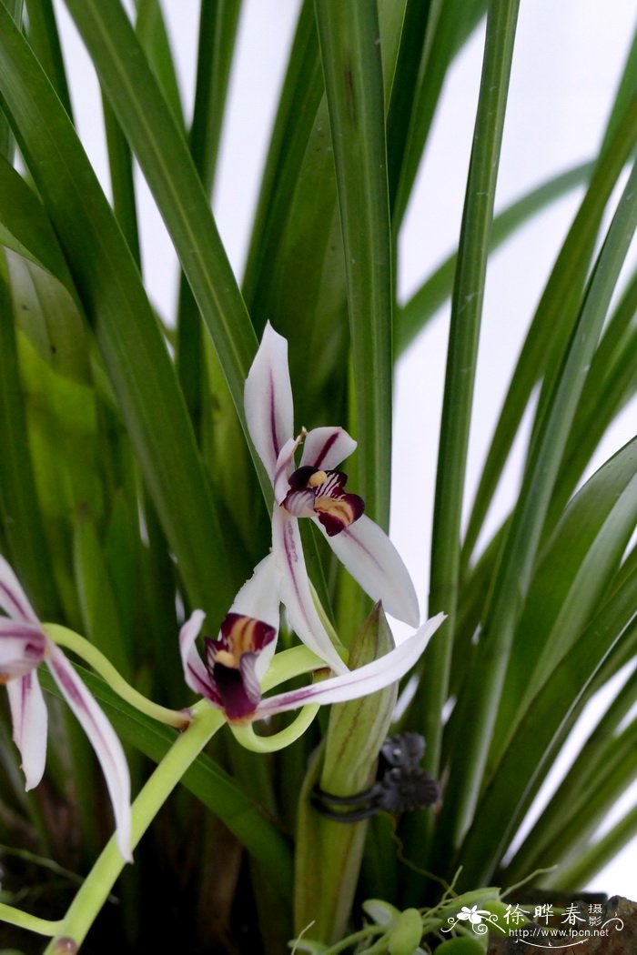 冬凤兰cymbidium dayanum