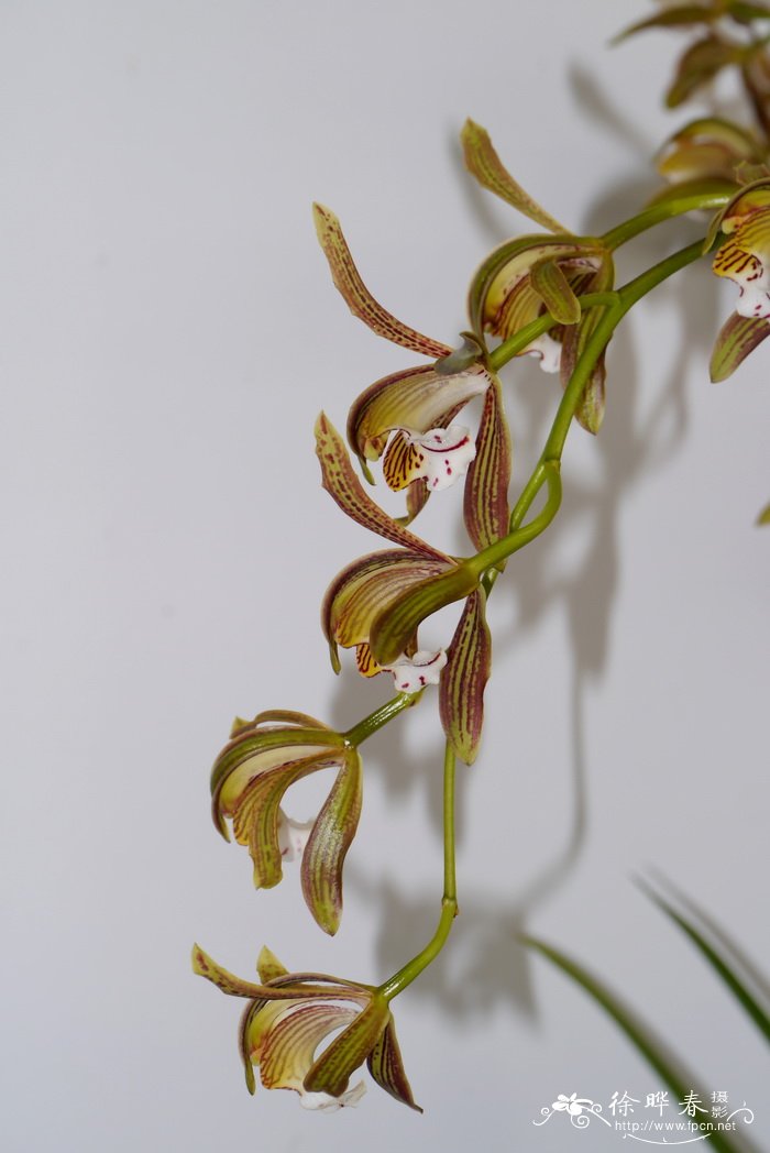 西藏虎头兰Cymbidium tracyanum