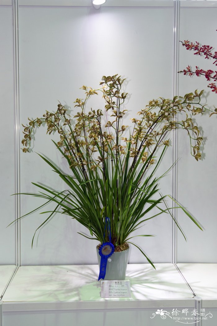 西藏虎头兰Cymbidium tracyanum