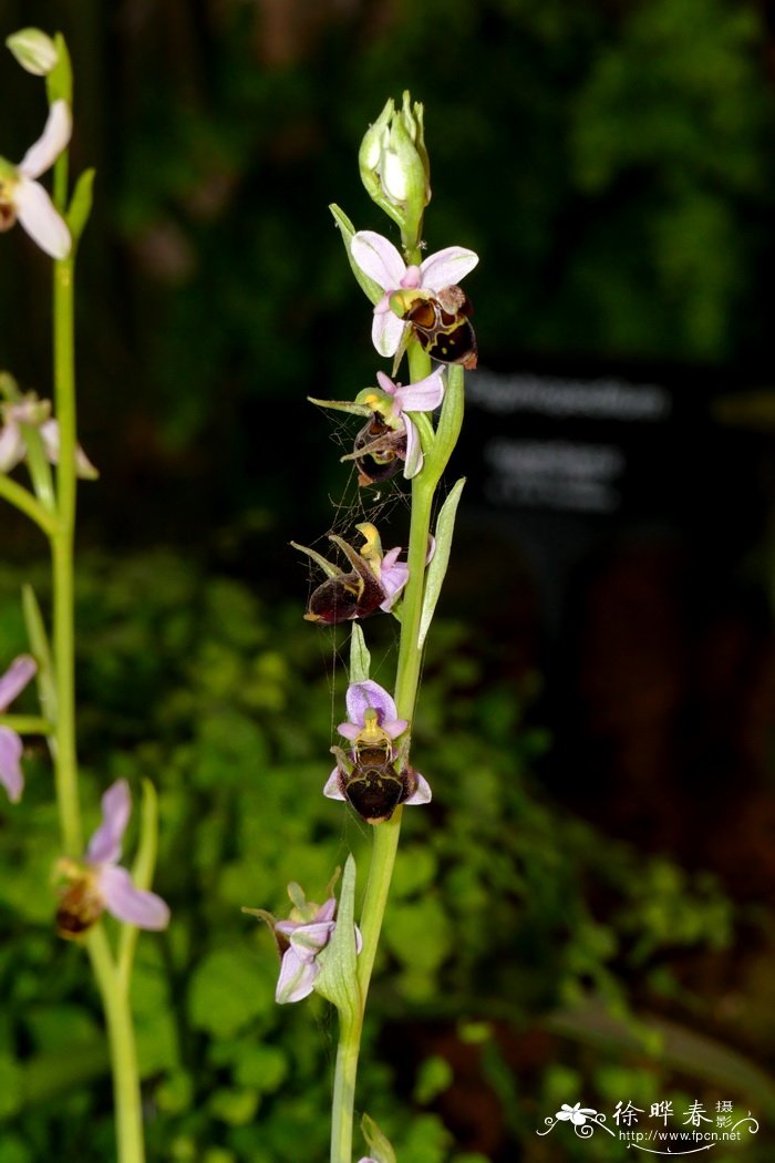 Ophrys scolopax