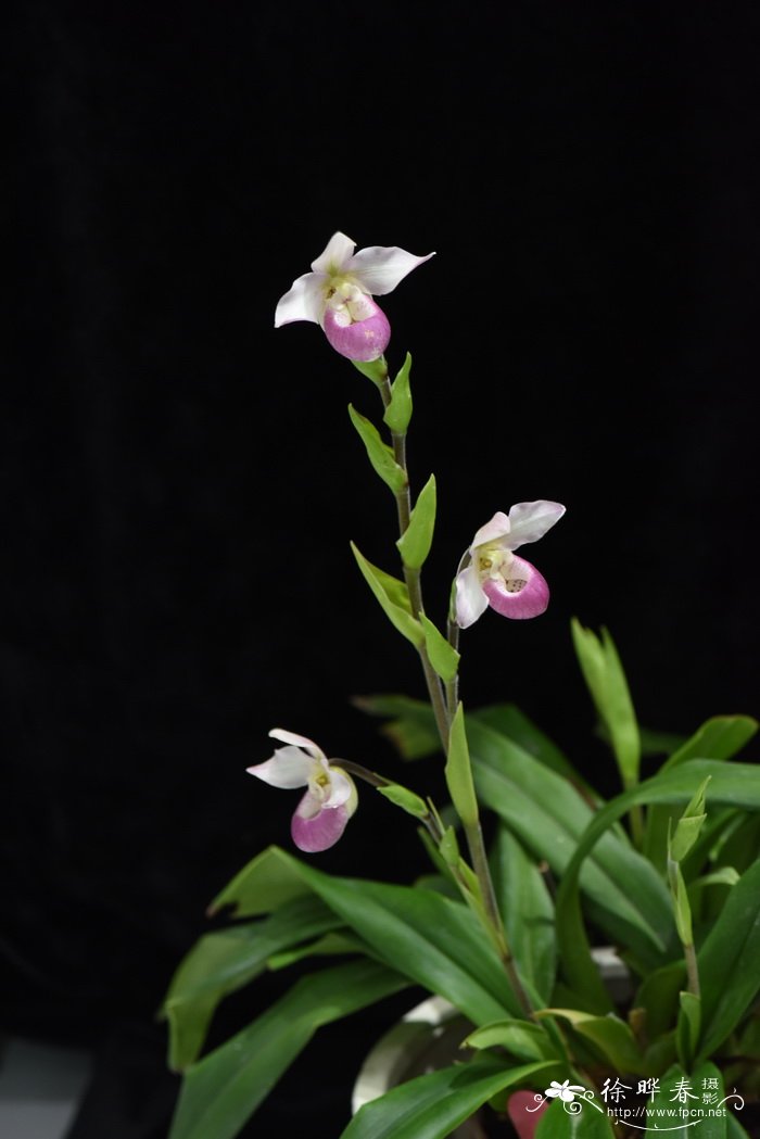 南美兜兰Phragmipedium schimlii