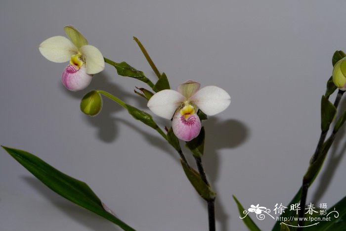 哥伦比亚芦唇兰Phragmipedium schlimii