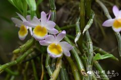 玫瑰石斛Dendrobium crepidatum