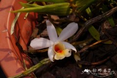 华石斛Dendrobium sinense