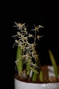 棒叶石斛Dendrobium wassellii