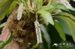 颖状足柱兰 Dendrochilum glumaceum