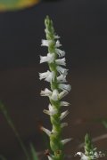 香港绶草Spiranthes hongkongensis