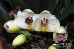 比佛兰 Bifrenaria harrisoniae