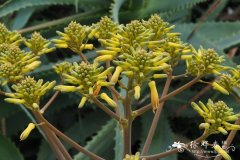 Aloe buhrii