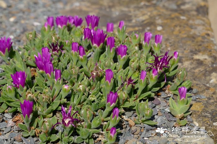 苏德兰露子花 Delosperma sutherlandii