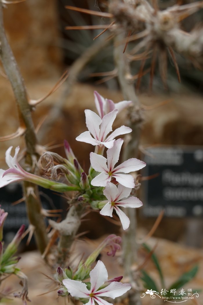 棒锤树Pachypodium succulentum