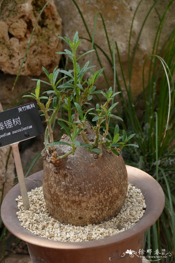 棒锤树Pachypodium succulentum