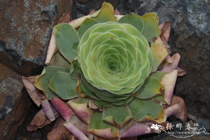 山地玫瑰Aeonium aureum