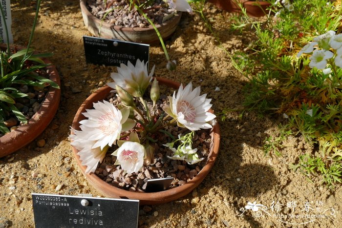 ‘白约翰’苦根露微花Lewisia rediviva 'Jolon Alba'