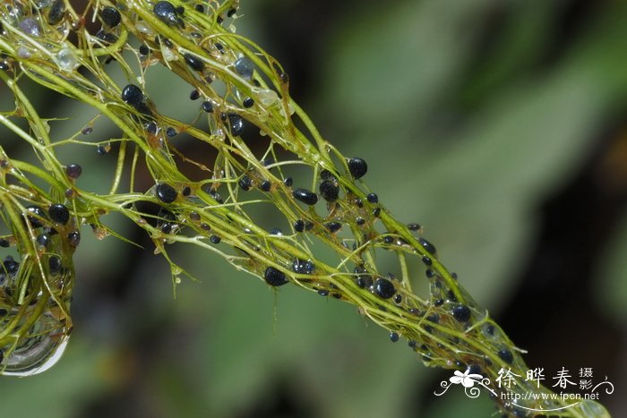 少花狸藻Utricularia gibba