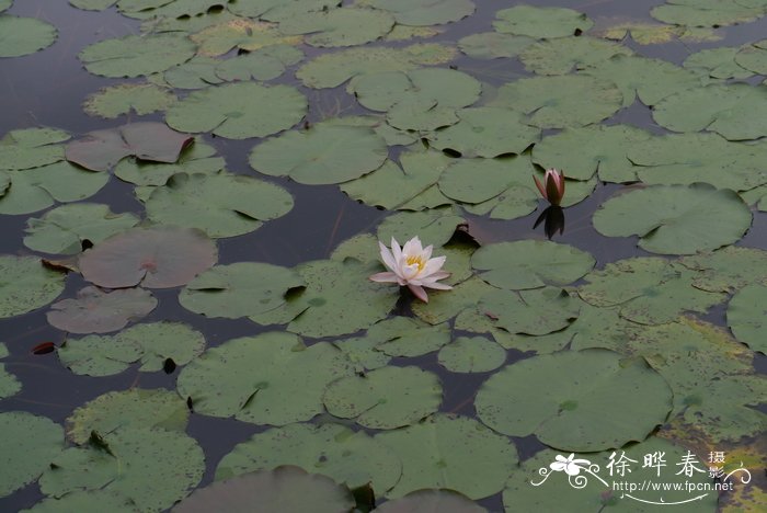 香睡莲Nymphaea odorata