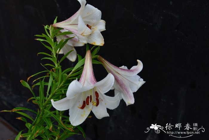 紫脊百合Lilium leucanthum var. centifolium