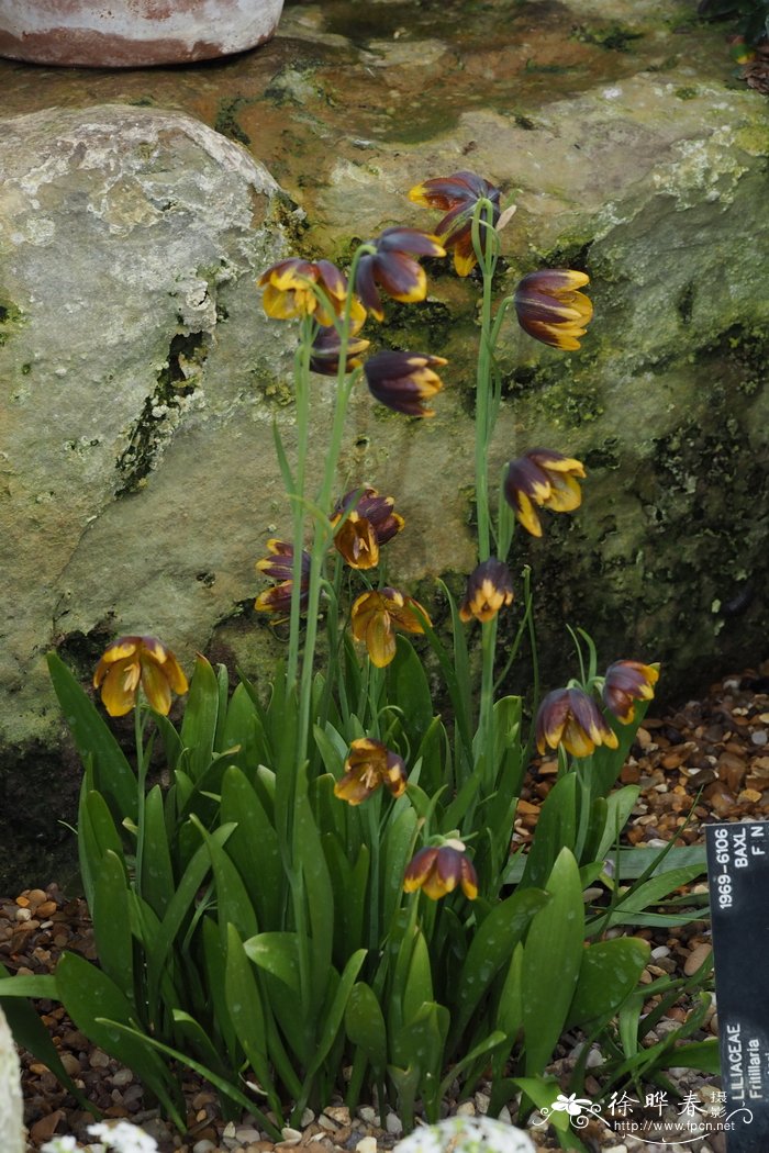 雷蒂里贝母Fritillaria reuteri