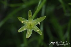 苍角殿Bowiea volubilis